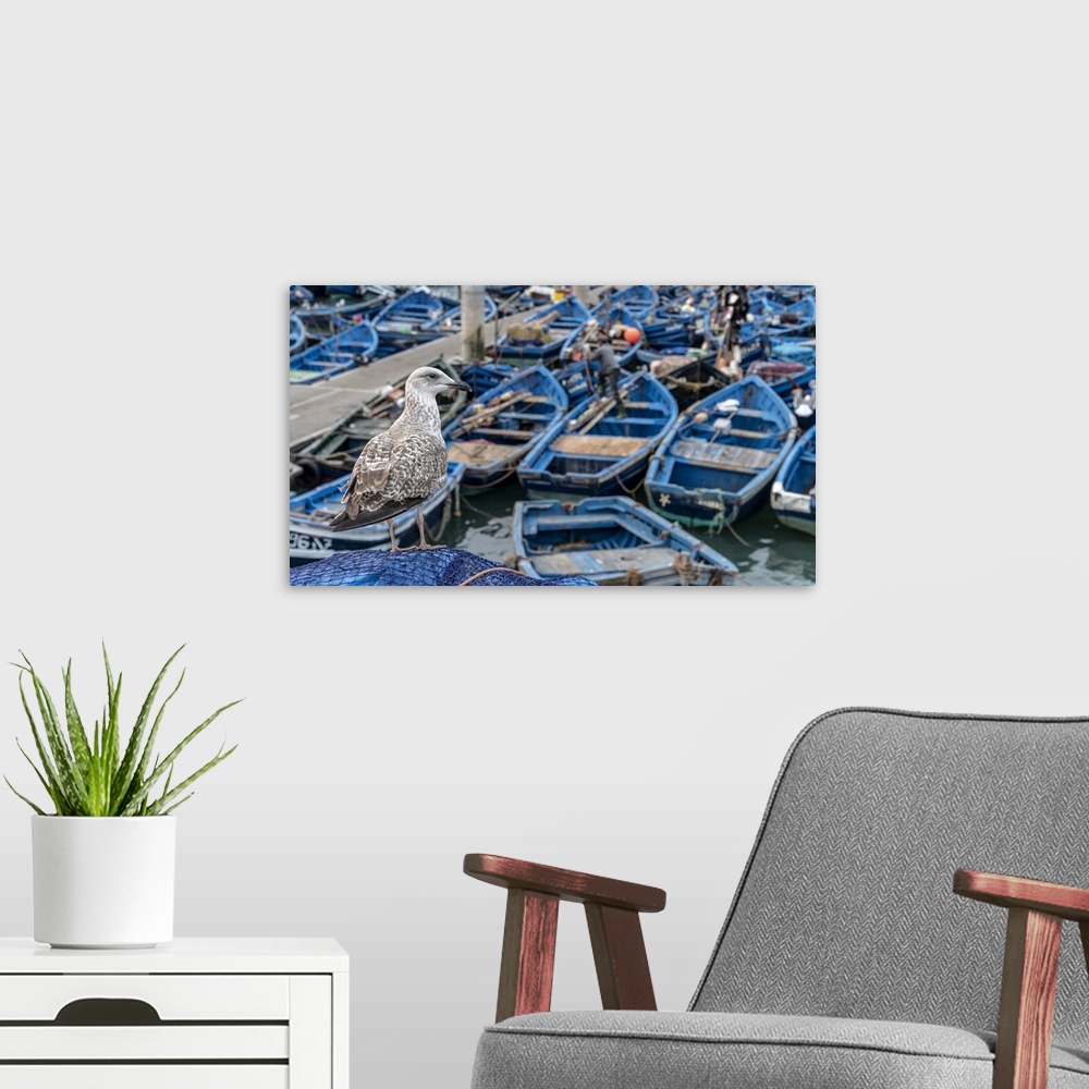 A modern room featuring Africa, Morocco, Essaouira. Close-up of seagull and moored boats. Credit: Bill Young