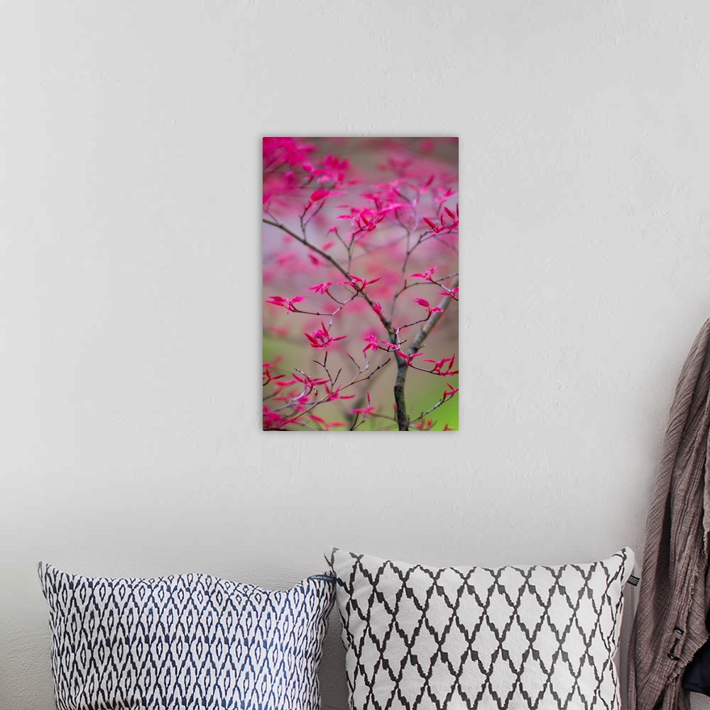 A bohemian room featuring Selective Focus on Spring Tree