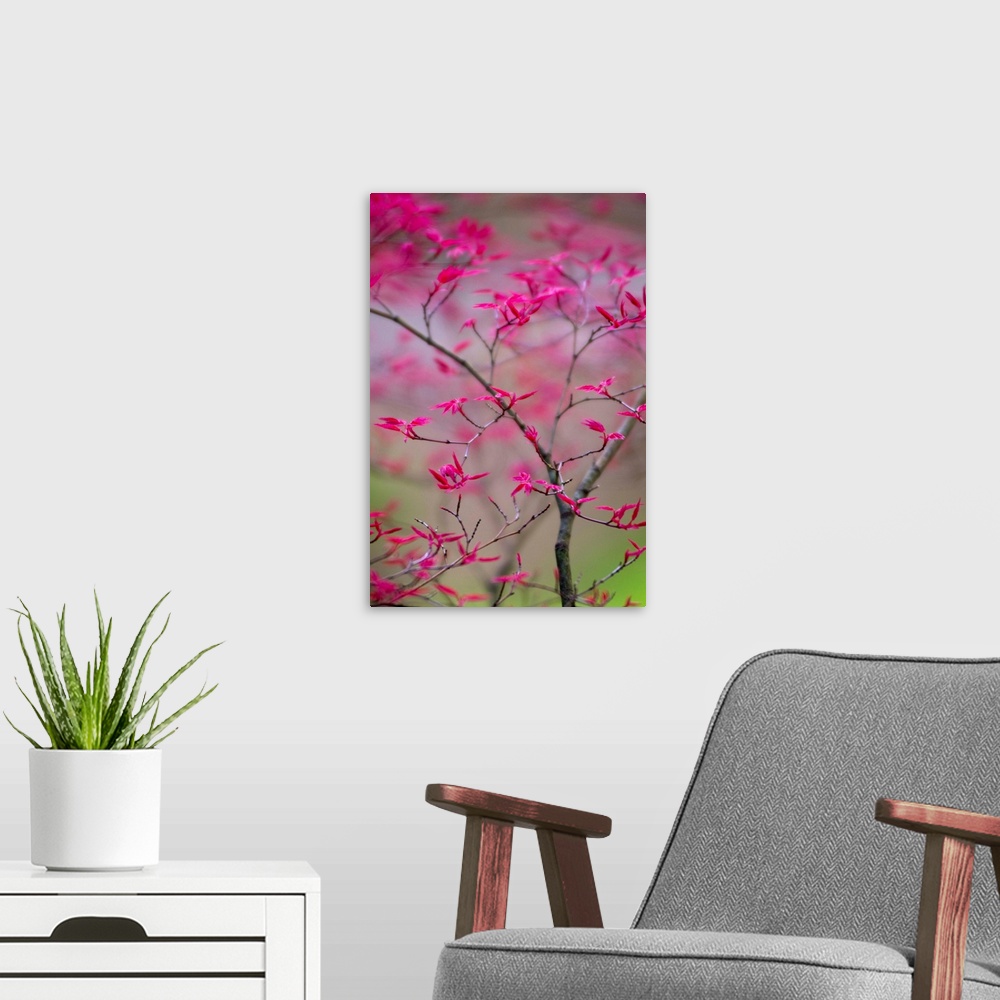 A modern room featuring Selective Focus on Spring Tree