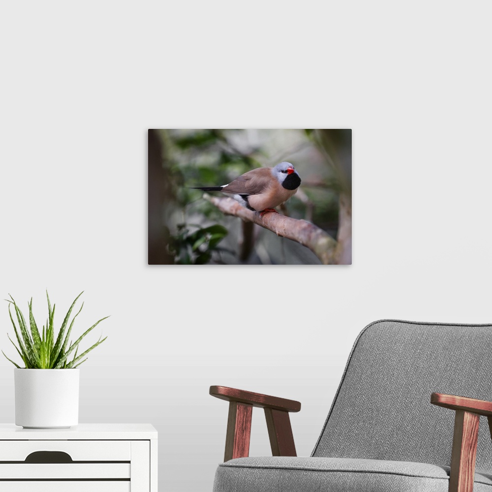 A modern room featuring Shaft-tail finch, native to Australia. Australia, Australia.
