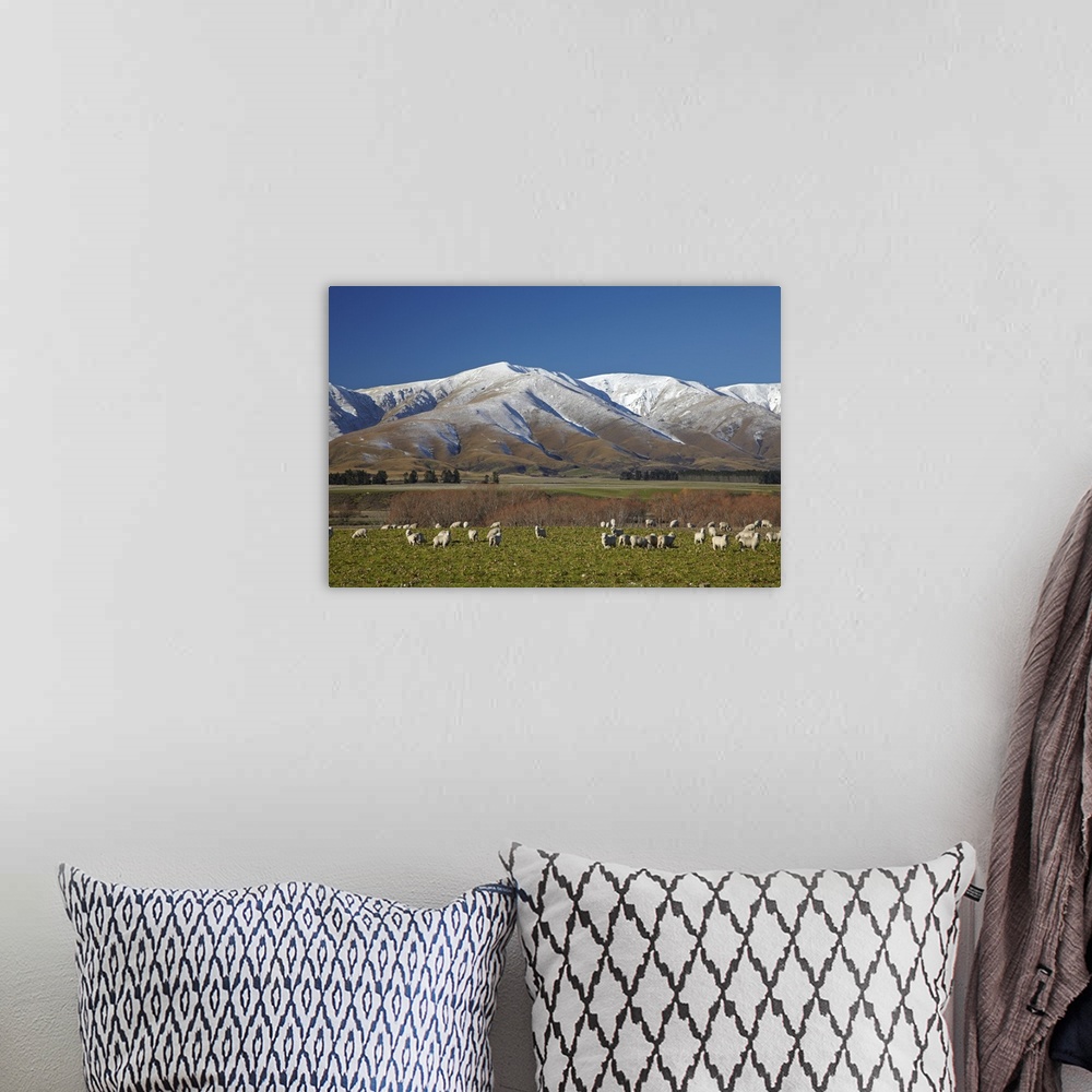 A bohemian room featuring Sheep and Kakanui Mountains, Kyeburn, Ranfurly, Maniototo, Central Otago, South Island, New Zealand.