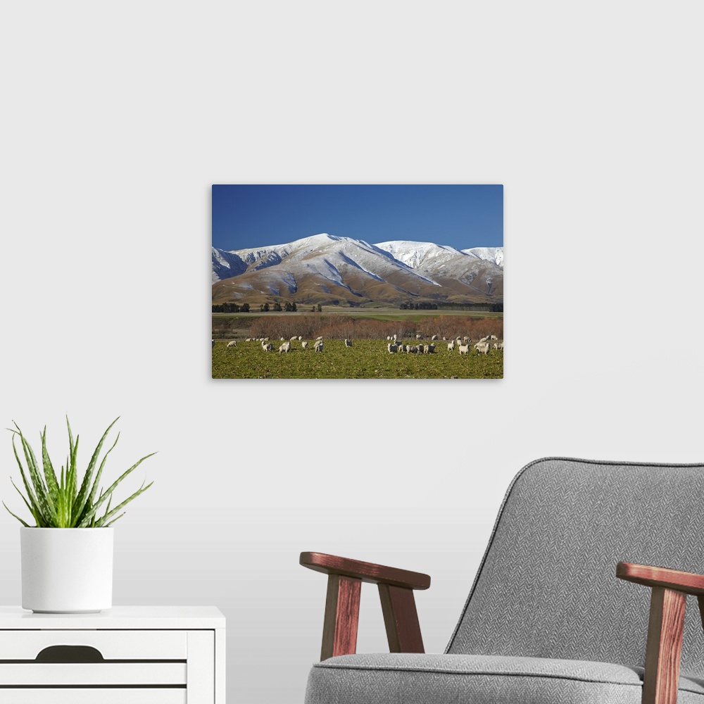 A modern room featuring Sheep and Kakanui Mountains, Kyeburn, Ranfurly, Maniototo, Central Otago, South Island, New Zealand.