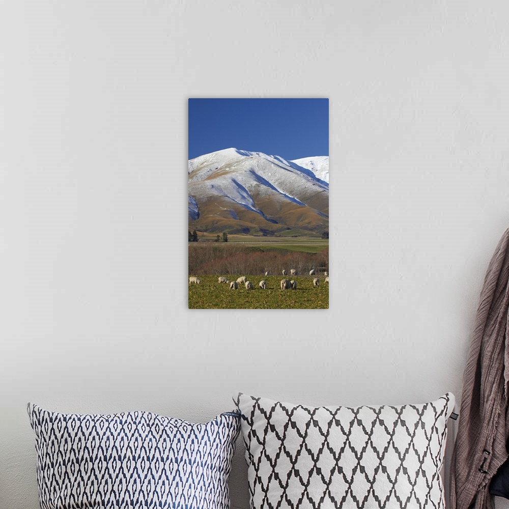 A bohemian room featuring Sheep and Kakanui Mountains, Maniototo, Central Otago, South Island, New Zealand.
