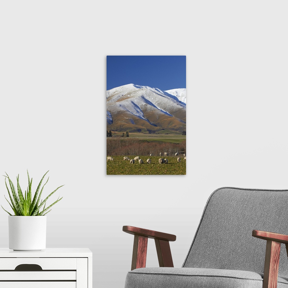 A modern room featuring Sheep and Kakanui Mountains, Maniototo, Central Otago, South Island, New Zealand.