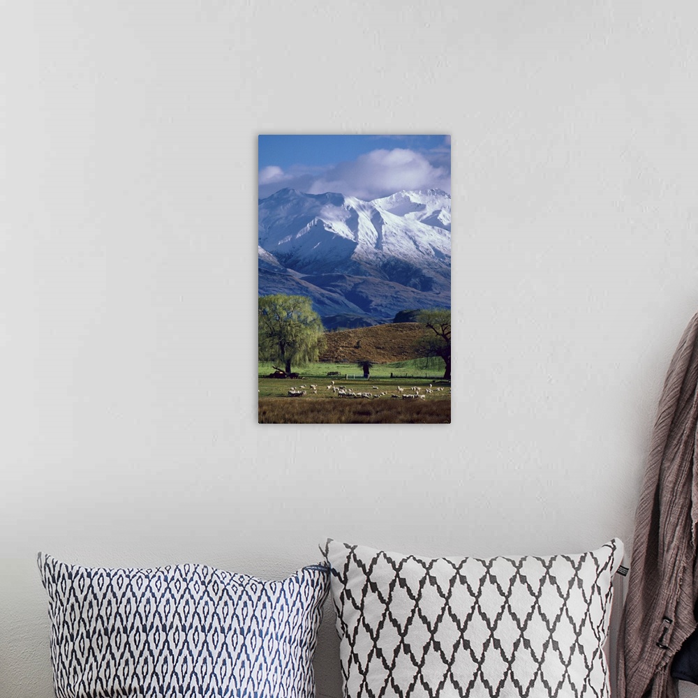A bohemian room featuring Sheep graze beneath the snow-capped Harris Mountains near the town of Wanaka on the South Island ...