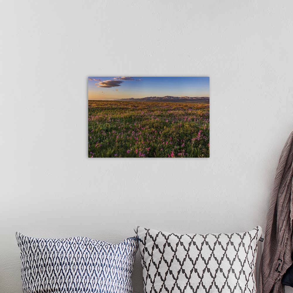 A bohemian room featuring USA, North America, Montana. Shooting Star Wildflowers And The Rocky Mountain Front Range Near Ea...
