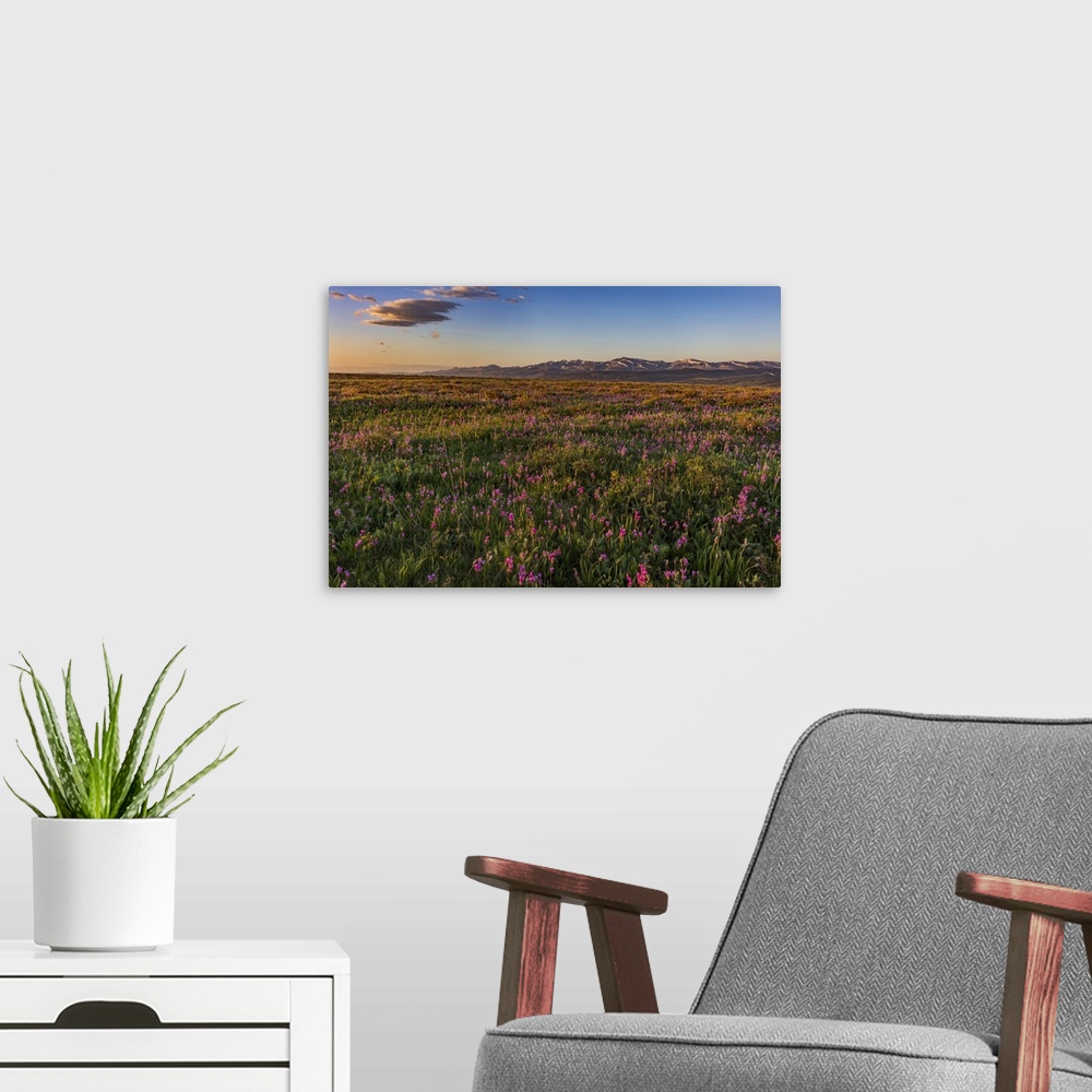 A modern room featuring USA, North America, Montana. Shooting Star Wildflowers And The Rocky Mountain Front Range Near Ea...