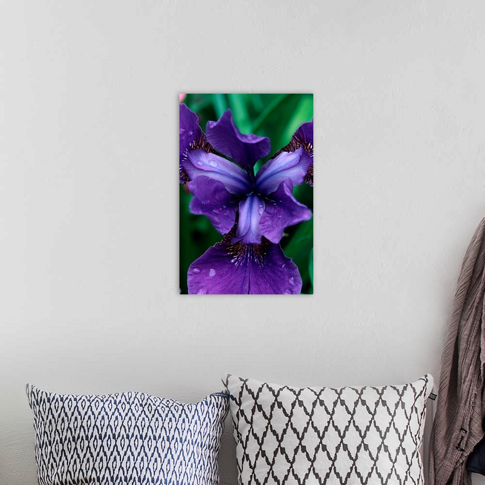 A bohemian room featuring Siberian Iris, Iris sibrica, Butchart Gardens, British Columbia, Canada