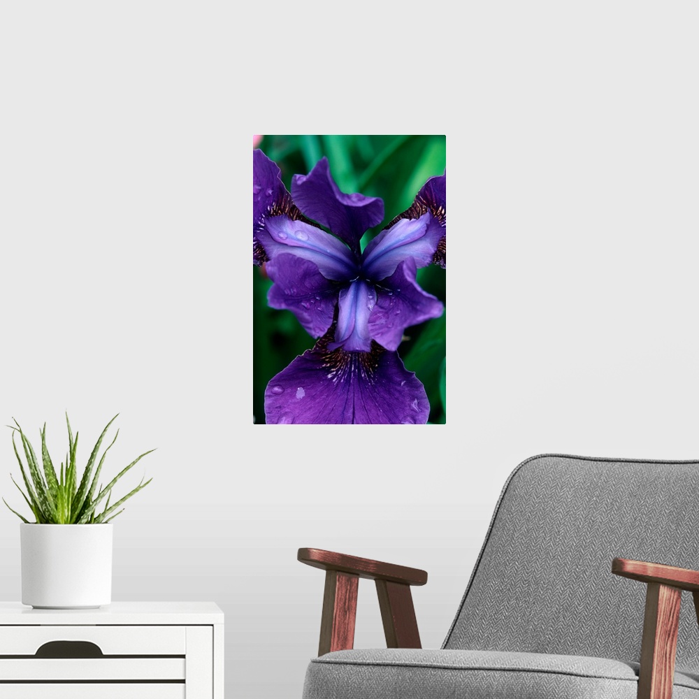 A modern room featuring Siberian Iris, Iris sibrica, Butchart Gardens, British Columbia, Canada