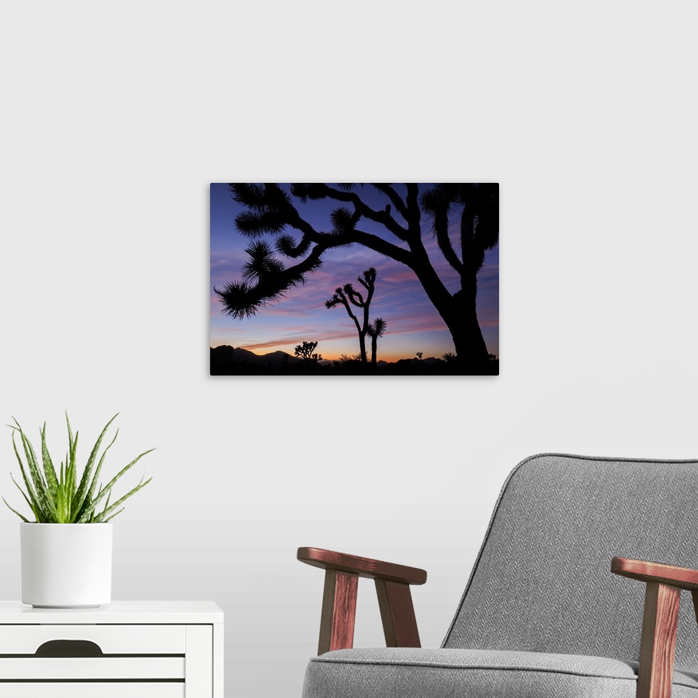 A modern room featuring Usa, California, Joshua Tree National Park. Silhouettes of Joshua trees at sunset.