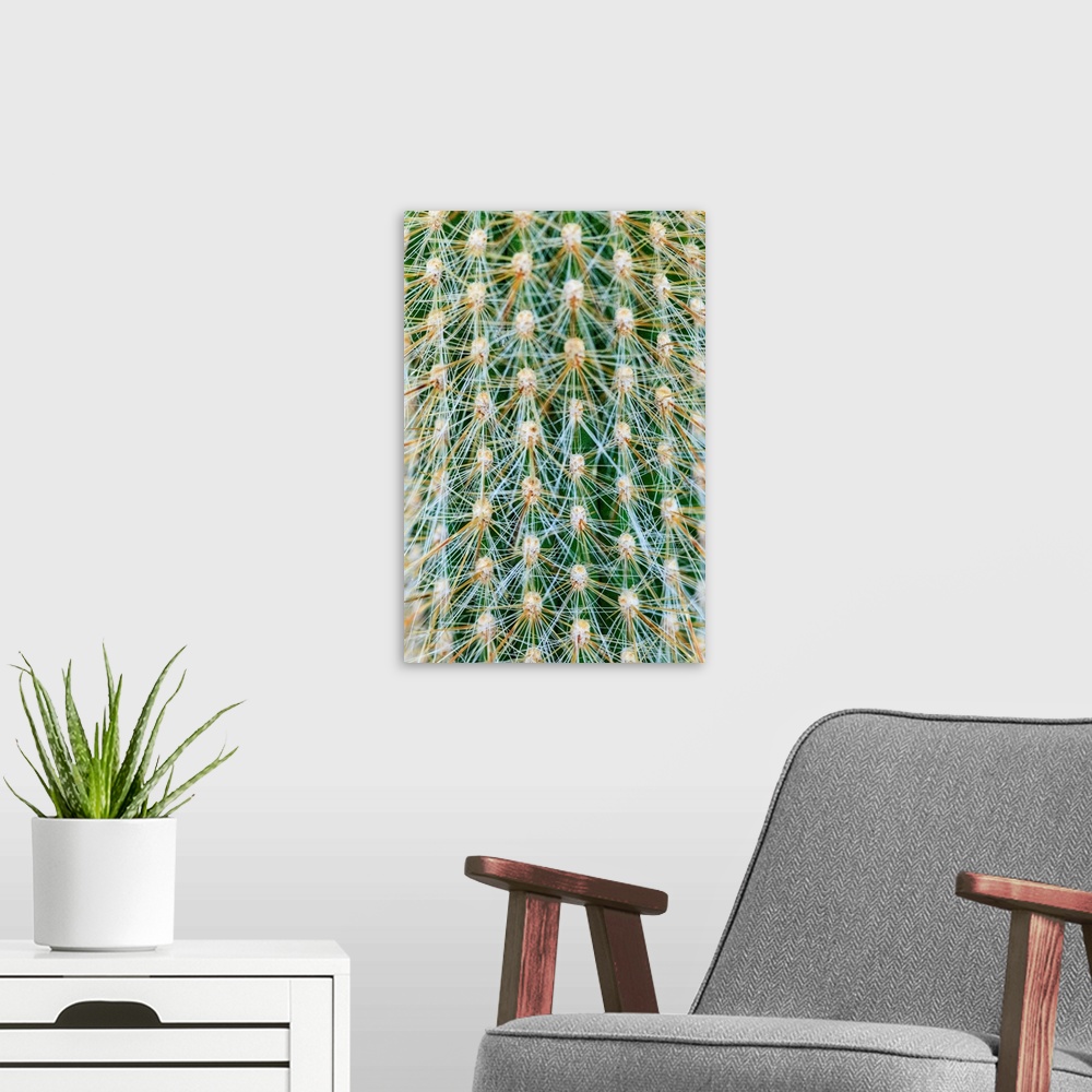 A modern room featuring Silver Torch Cactus. Cleistocactus strausii. Native to Bolivia and Argentina. Cultivated in a gar...