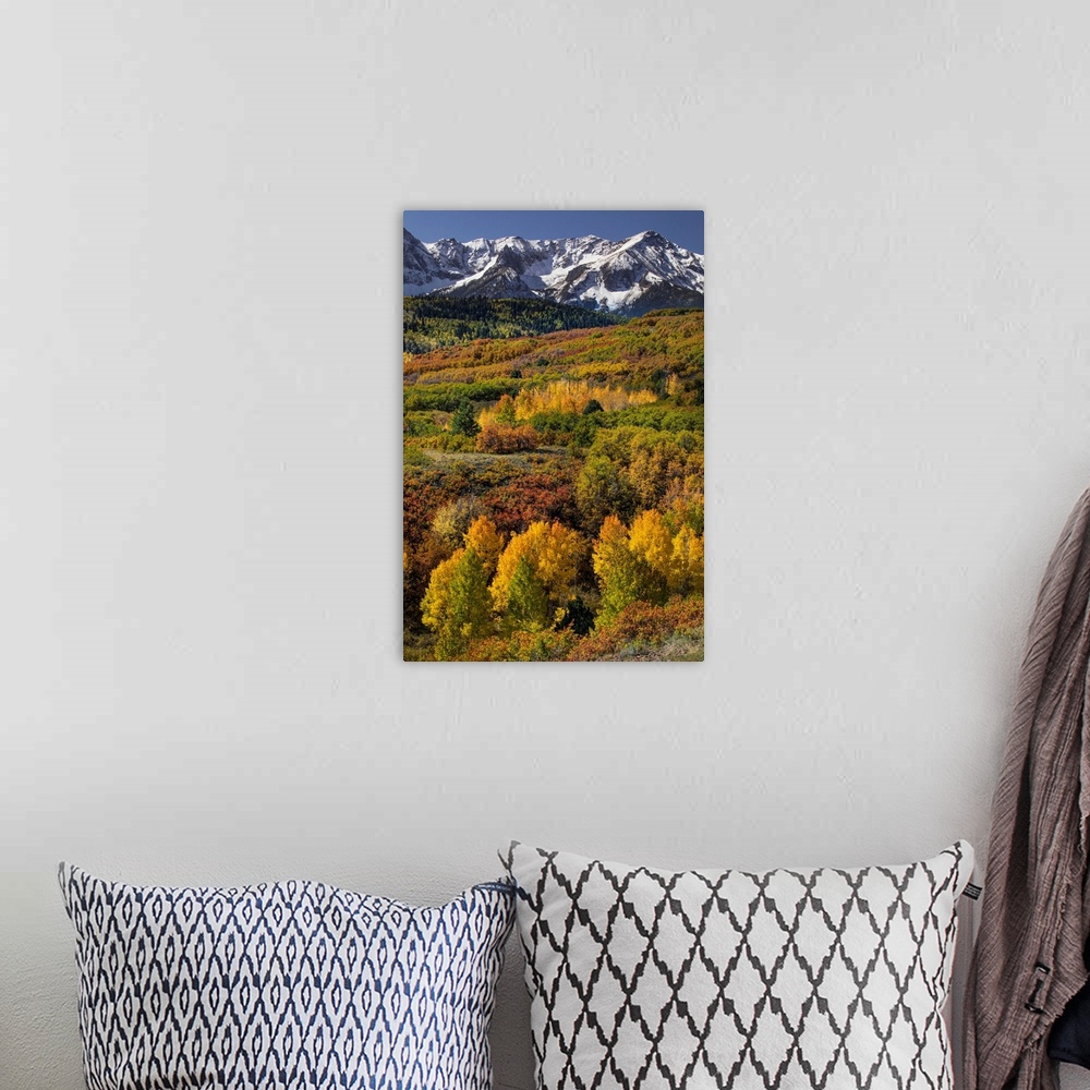 A bohemian room featuring Autumn aspen trees and Sneffels Range, Mount Sneffels Wilderness, Uncompahgre National Forest, Co...