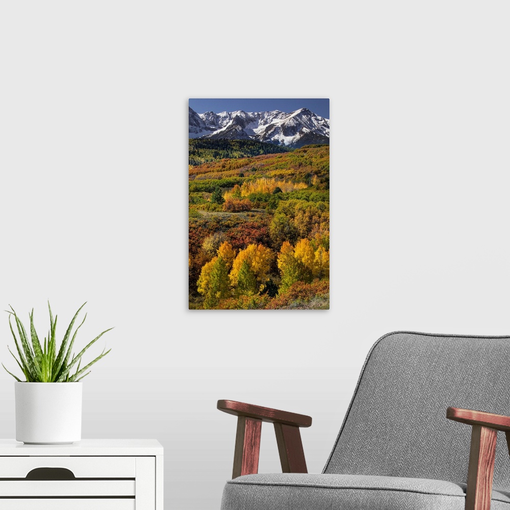 A modern room featuring Autumn aspen trees and Sneffels Range, Mount Sneffels Wilderness, Uncompahgre National Forest, Co...
