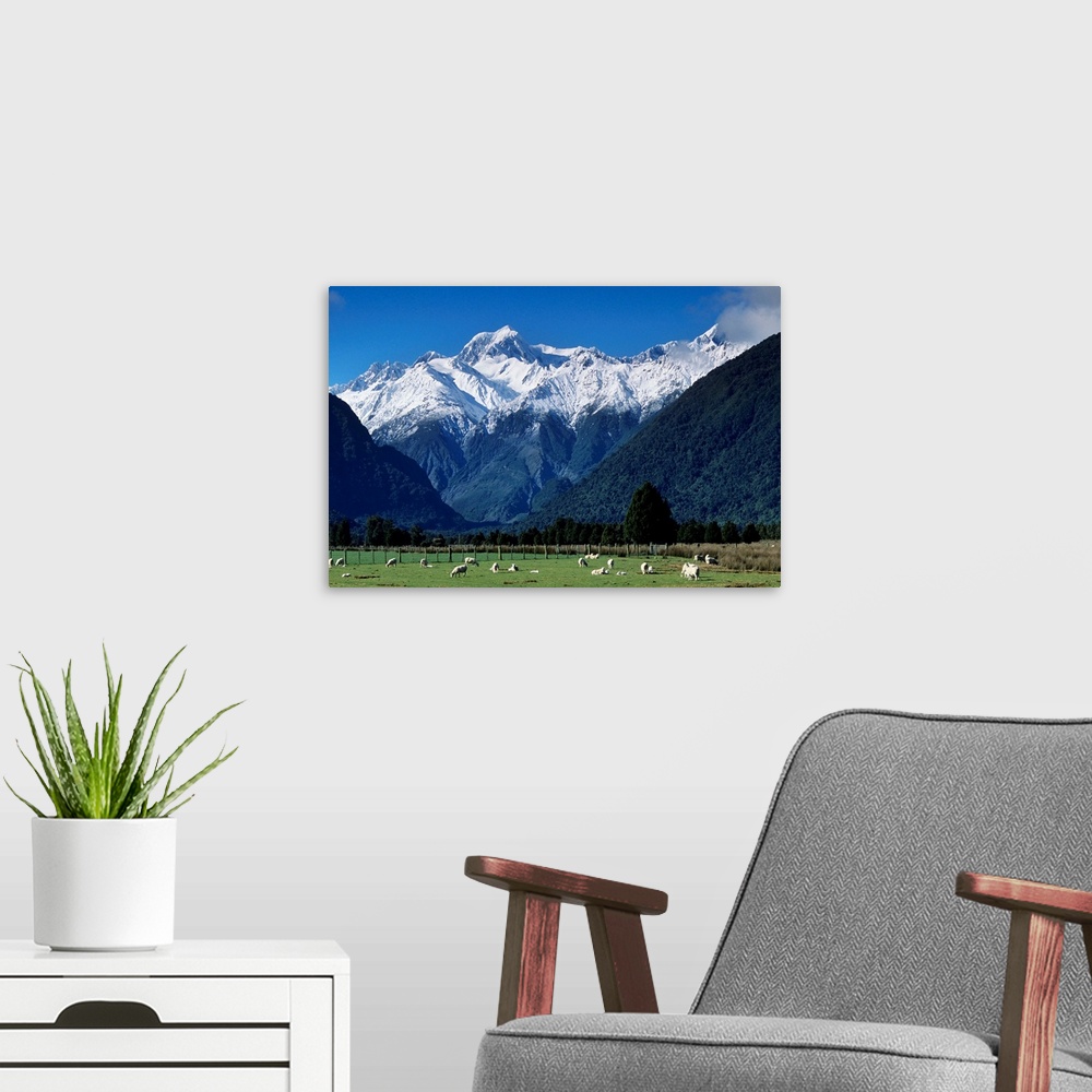 A modern room featuring Snow-clad Mount Tasman rises above green sheep pastures from near the town of Fox Glacier on the ...