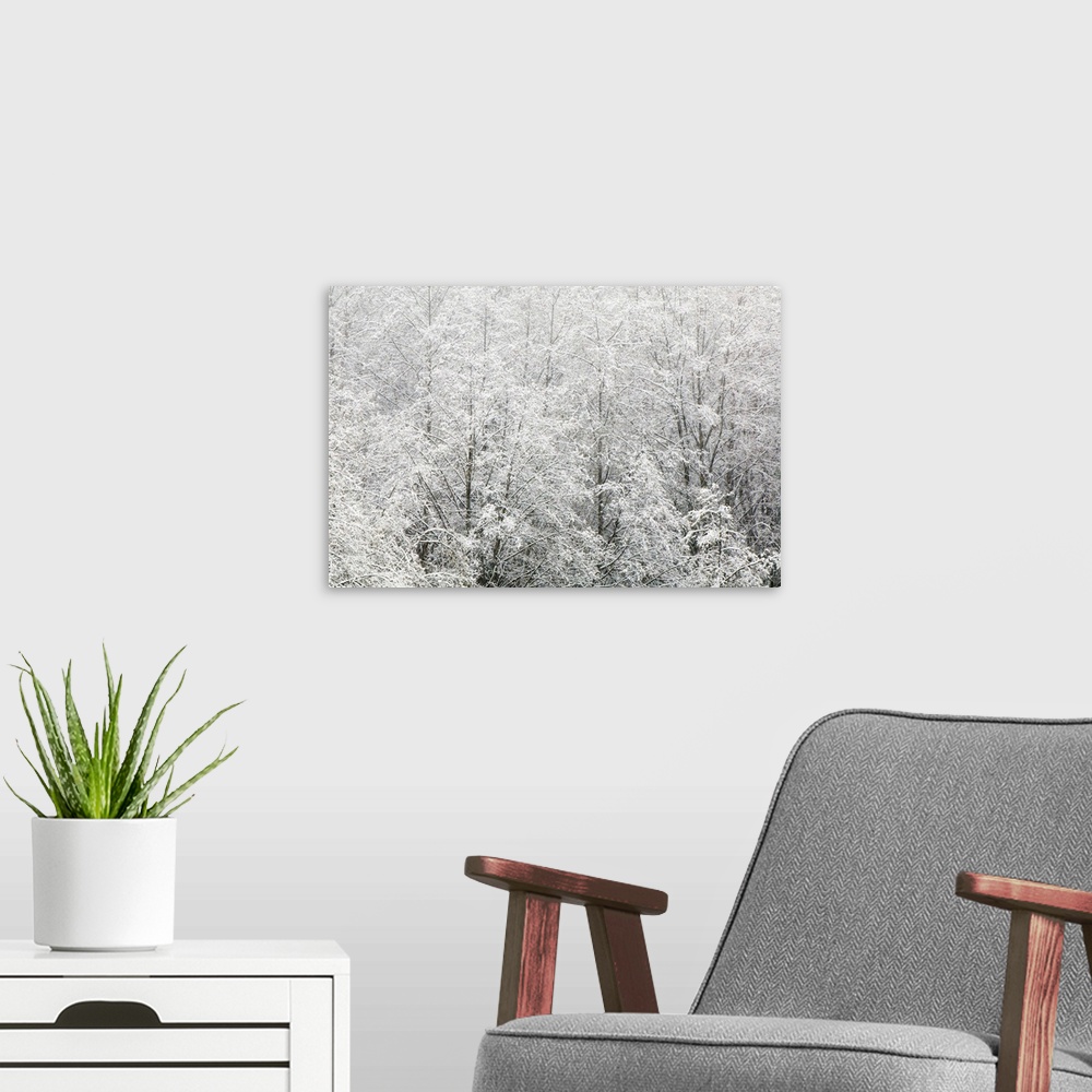 A modern room featuring Snow-covered trees, Stanley Park, British Columbia