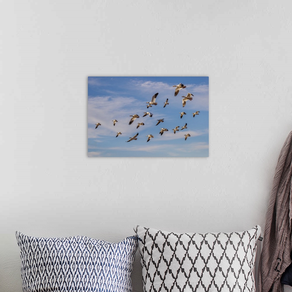 A bohemian room featuring Snow geese flying. Bosque del Apache National Wildlife Refuge, New Mexico. United States, New Mex...