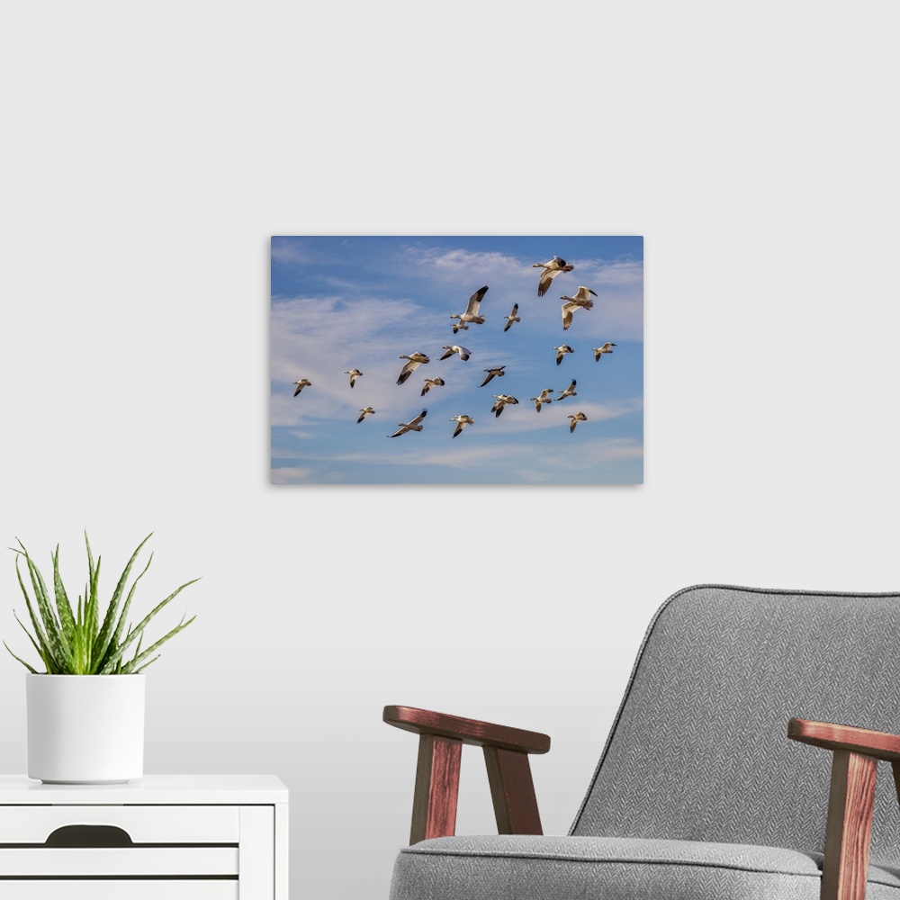 A modern room featuring Snow geese flying. Bosque del Apache National Wildlife Refuge, New Mexico. United States, New Mex...