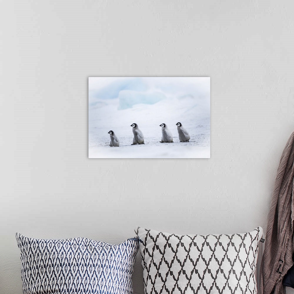 A bohemian room featuring Snow Hill Island, Antarctica, Emperor Penguin Chicks Adventure Away From The Colony