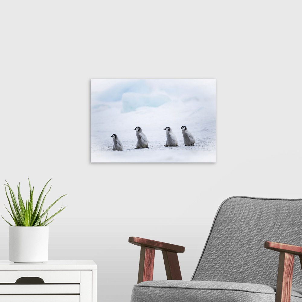 A modern room featuring Snow Hill Island, Antarctica, Emperor Penguin Chicks Adventure Away From The Colony