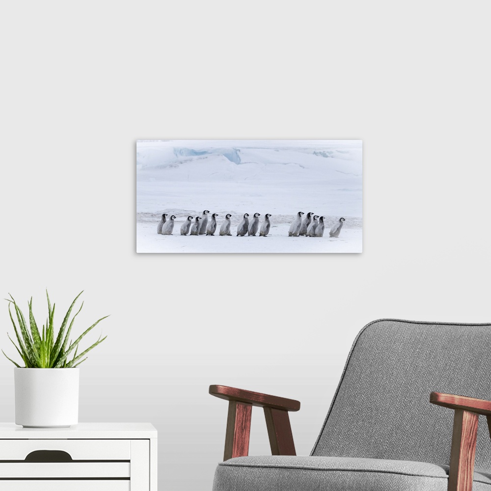 A modern room featuring Snow Hill Island, Antarctica, Emperor Penguin Chicks Adventure Away From The Colony