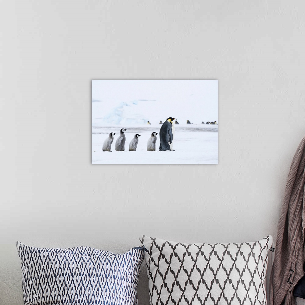 A bohemian room featuring Snow Hill Island, Antarctica, Emperor Penguin Chicks Follow The Leader
