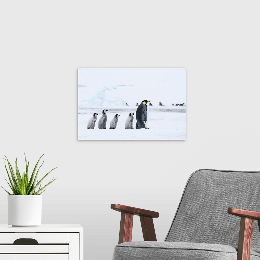 A modern room featuring Snow Hill Island, Antarctica, Emperor Penguin Chicks Follow The Leader