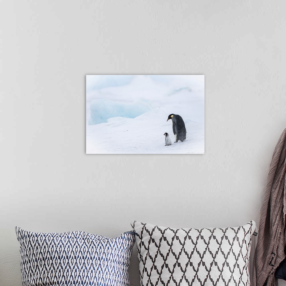 A bohemian room featuring Snow Hill Island, Antarctica, Emperor Penguin Parent Out For A Walk With Tiny Chick