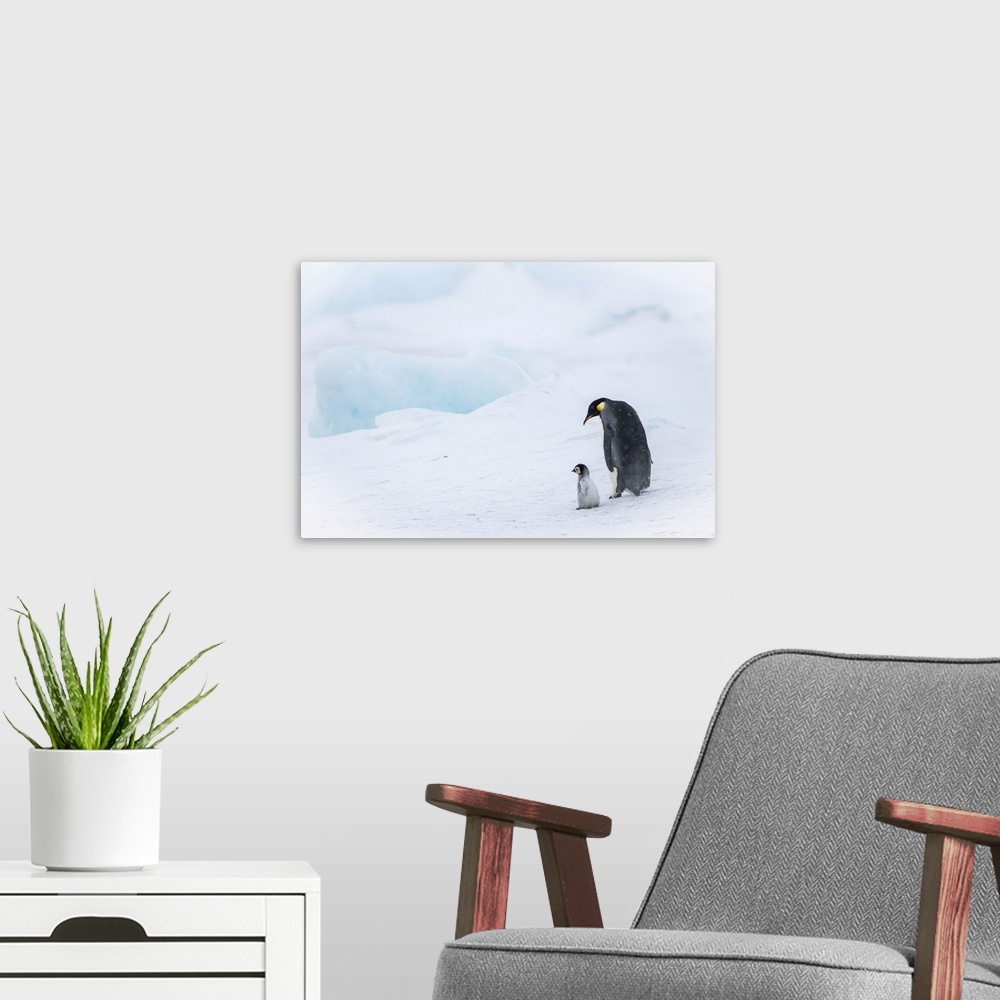 A modern room featuring Snow Hill Island, Antarctica, Emperor Penguin Parent Out For A Walk With Tiny Chick