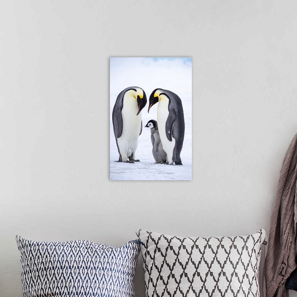 A bohemian room featuring Snow Hill Island, Antarctica, Emperor Penguins Nestling And Bonding With Their Chick