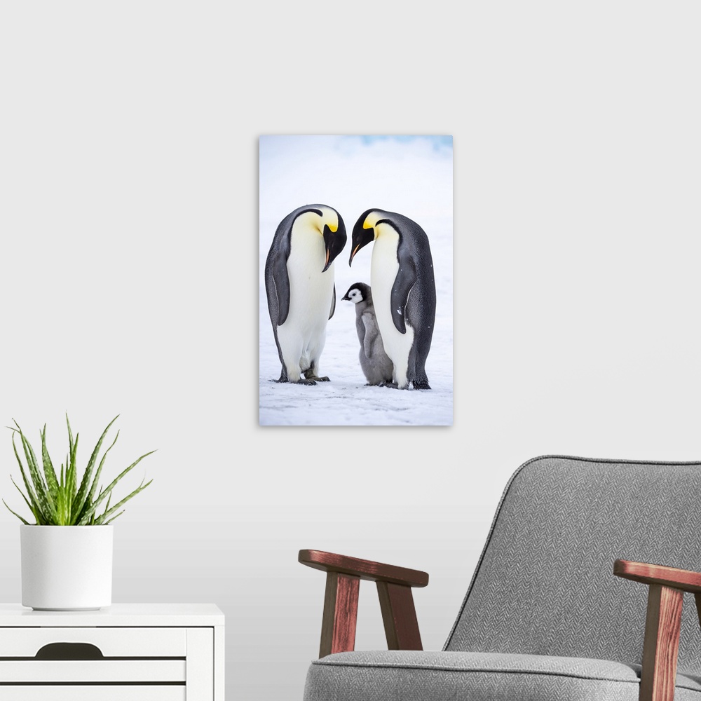 A modern room featuring Snow Hill Island, Antarctica, Emperor Penguins Nestling And Bonding With Their Chick