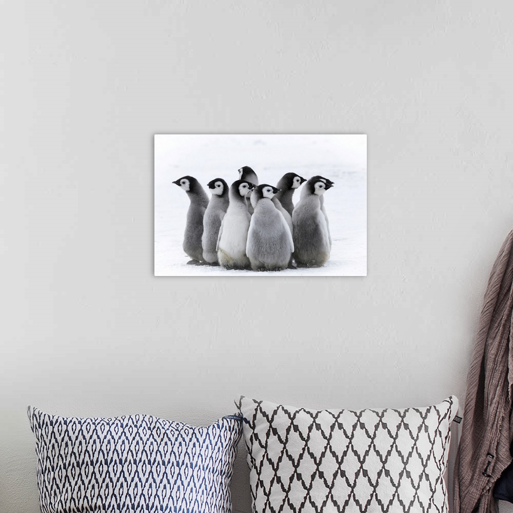 A bohemian room featuring Snow Hill Island, Antarctica, Nestling Creches Of Emperor Penguin Chicks