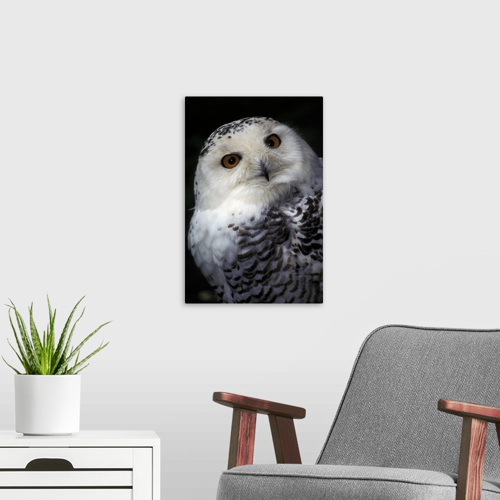 A modern room featuring Snowy Owl