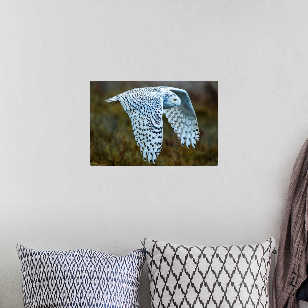 A bohemian room featuring Snowy owl, George C. Reifel Migratory Bird Sanctuary, British Columbia, Canada