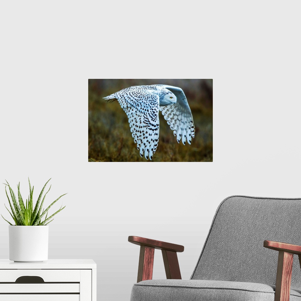 A modern room featuring Snowy owl, George C. Reifel Migratory Bird Sanctuary, British Columbia, Canada