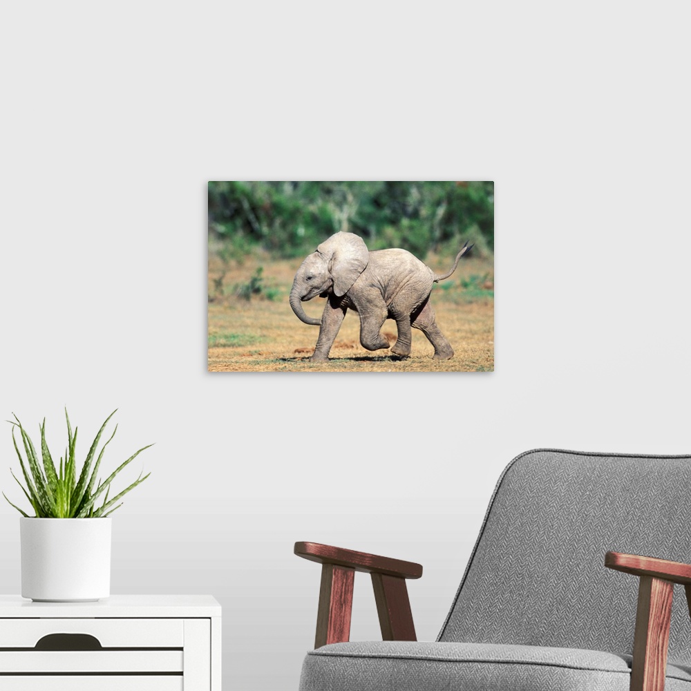 A modern room featuring South Africa, Addo Elephant Nat'l Park. Baby elephants by water hole.