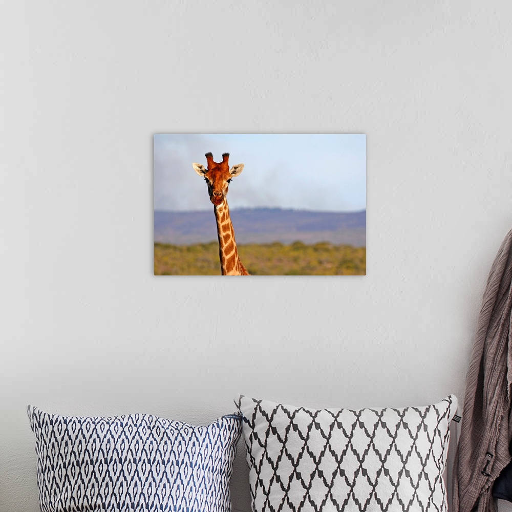 A bohemian room featuring South Africa, Kwandwe. Maasai Giraffe in Kwandwe Game Reserve.