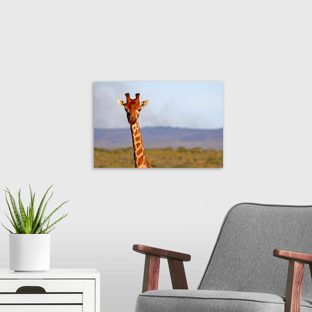 A modern room featuring South Africa, Kwandwe. Maasai Giraffe in Kwandwe Game Reserve.