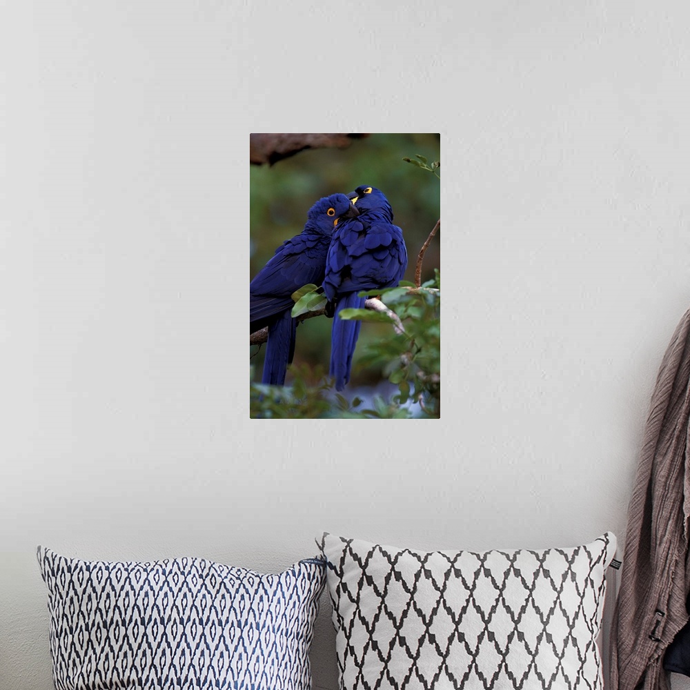 A bohemian room featuring South America, Brazil, Pantanal. Hyacinth Macaw pair in tree roost.