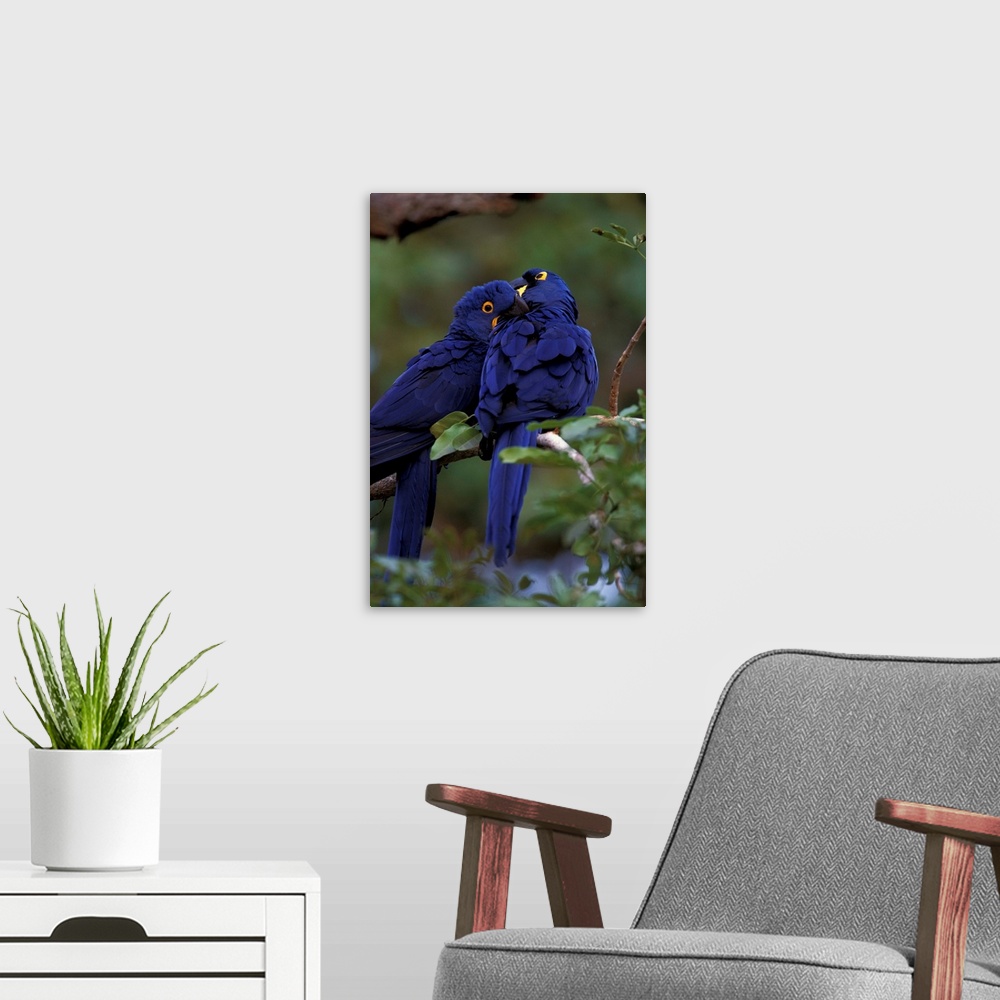 A modern room featuring South America, Brazil, Pantanal. Hyacinth Macaw pair in tree roost.