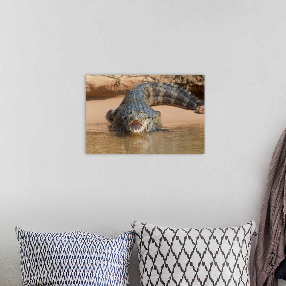 A bohemian room featuring South America, Brazil, The Pantanal, black caiman, Caiman niger. Portrait of an open-mouthed blac...