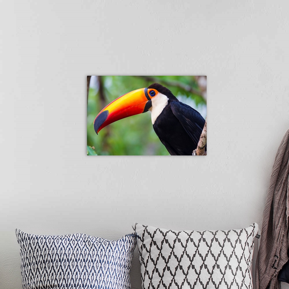 A bohemian room featuring South America. Brazil. Toco Toucan (Ramphastos toco albogularis) is a bird with a large colorful ...
