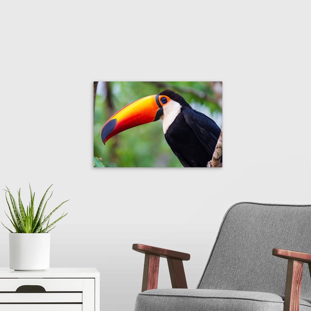 A modern room featuring South America. Brazil. Toco Toucan (Ramphastos toco albogularis) is a bird with a large colorful ...