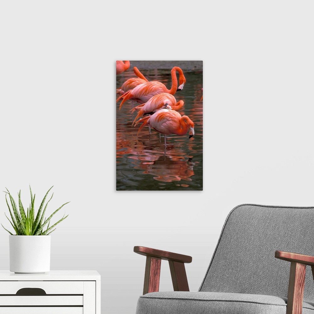 A modern room featuring South America. Flamingos