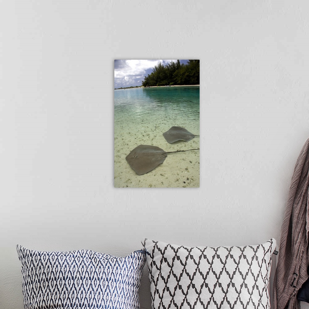 A bohemian room featuring South Pacific, French Polynesia, Moorea. Stingrays in clear shallow lagoon.