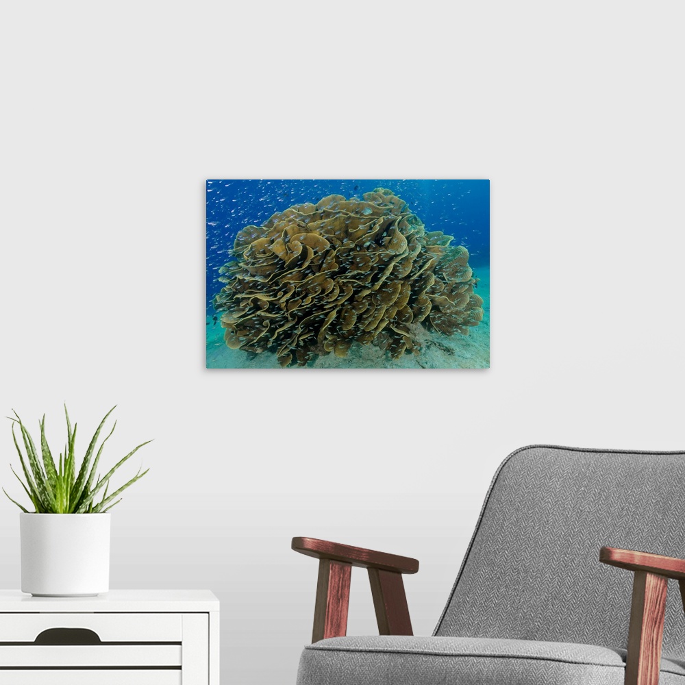 A modern room featuring South Pacific, Solomon Islands. Schooling baitfish and coral.