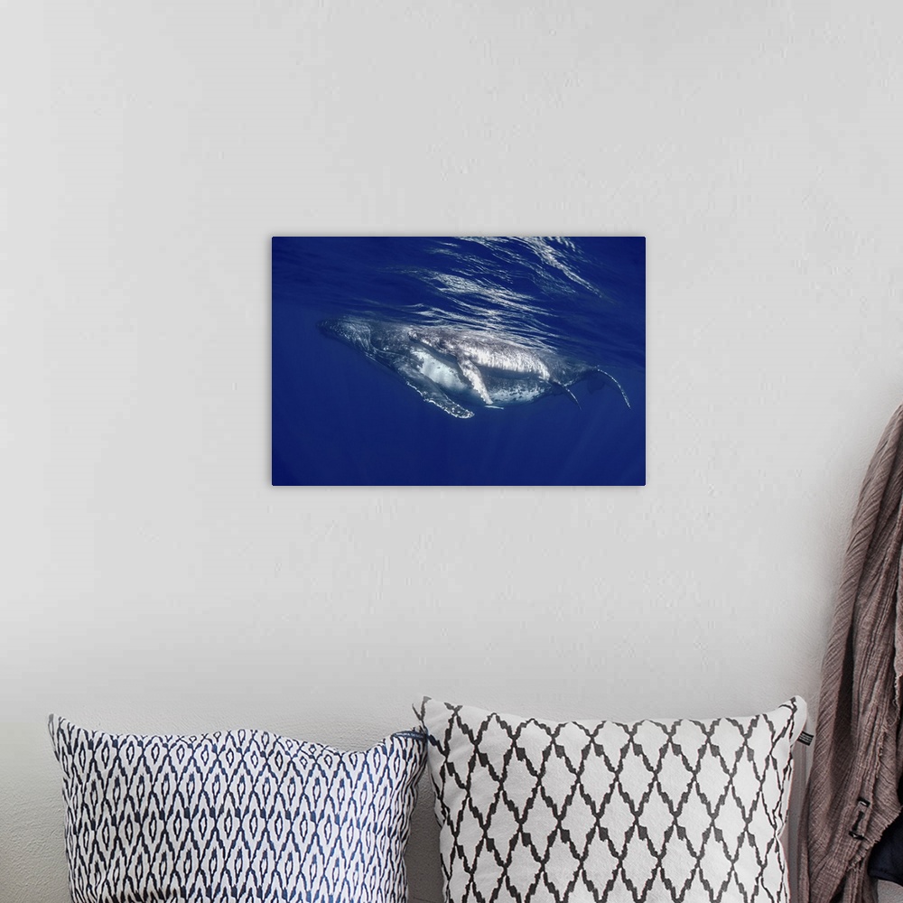 A bohemian room featuring South pacific, Tonga. Humpback whale mother and calf close-up.