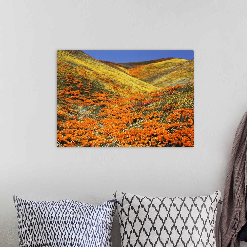 A bohemian room featuring USA, Southern California, View of California golden poppy at Tehachapi mountains