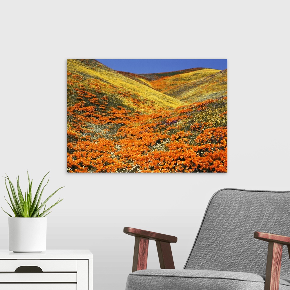 A modern room featuring USA, Southern California, View of California golden poppy at Tehachapi mountains