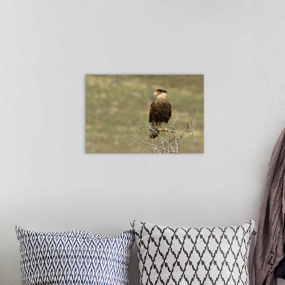 A bohemian room featuring Southern Crested Caracara, Torres del Paine National Park, Chile, South America. Patagonia, Patag...