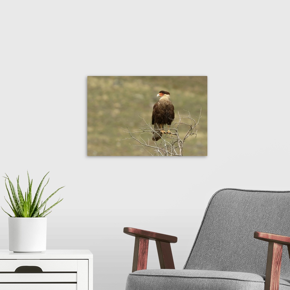 A modern room featuring Southern Crested Caracara, Torres del Paine National Park, Chile, South America. Patagonia, Patag...